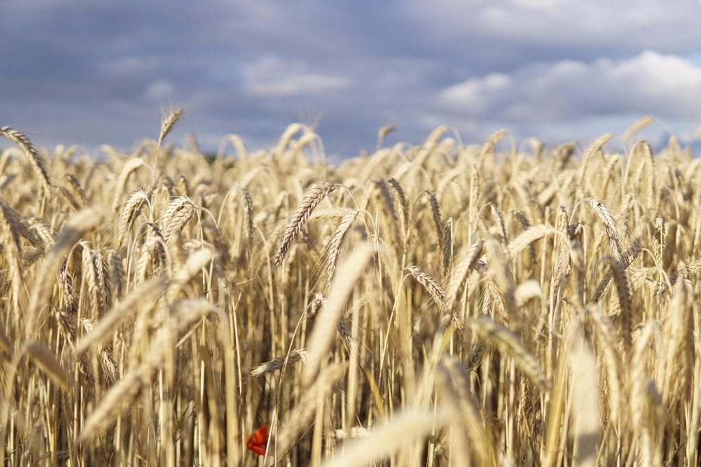 Nature Positive Food Systems for Climate Adaptation by Canadian Foodgrains Bank