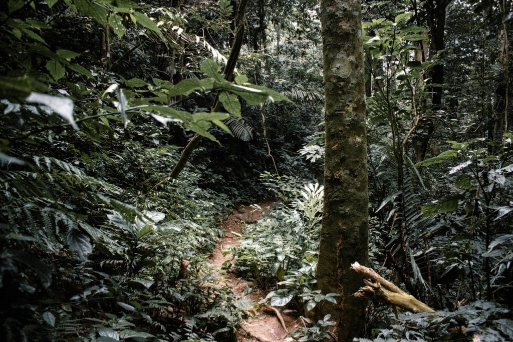 ZanzADAPT: Zanzibar Women’s Leadership in Adaptation by Community Forests International