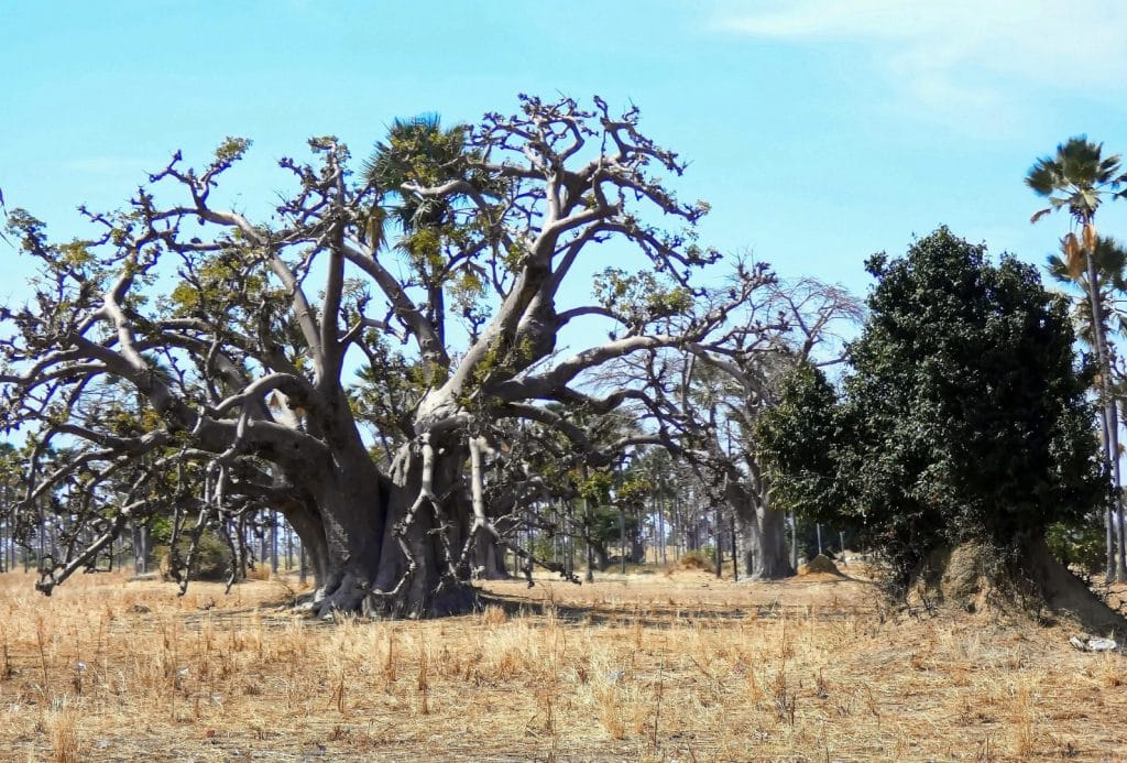 Support for ASERGMV to strengthen the resilience of ecosystems and communities to climate change, by FAO Senegal